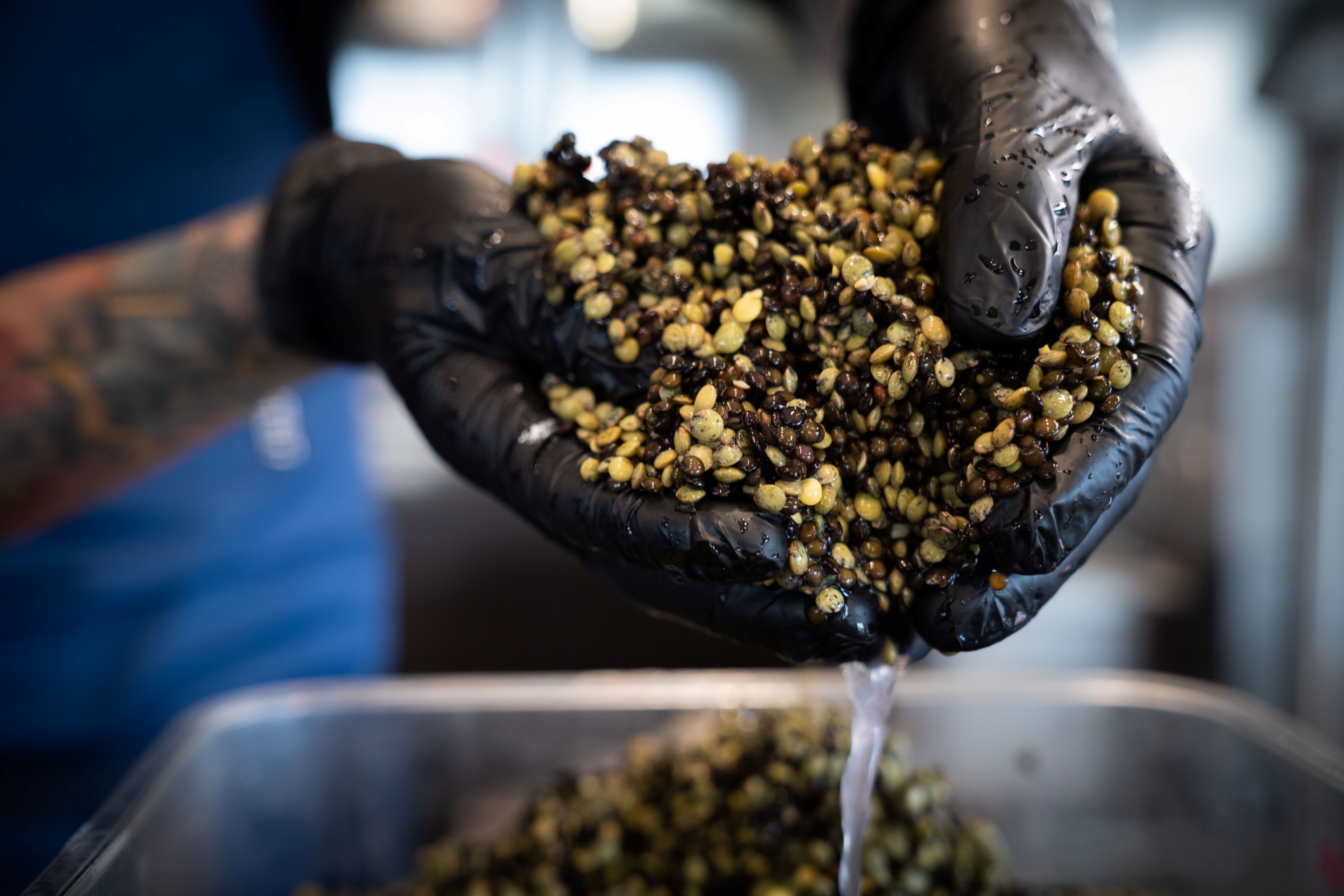 Chef rinsing fresh lentils for a plant-based vegetable bowl at Balance Grille’s catering kitchen.