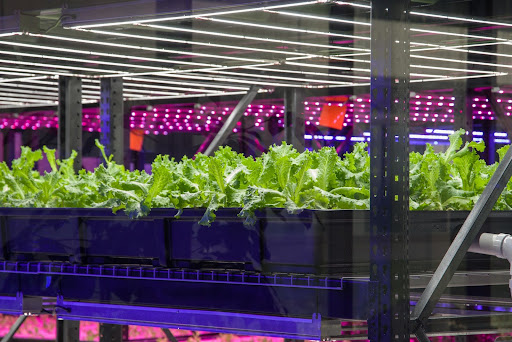 Fresh lettuce growing in Balance Farms' indoor vertical farming system under LED lights.