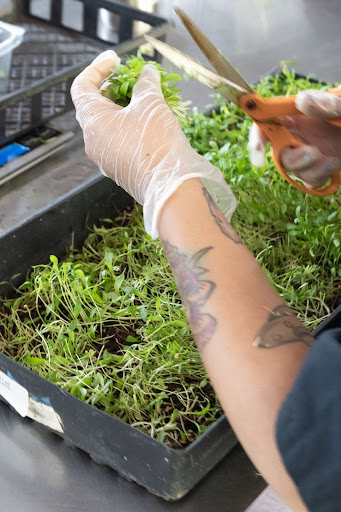 Fresh produce from Balance Farms being harvested for Balance Pan-Asian Grille’s nutritious bowls.